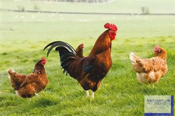 Avoid Hormone-Fed Chicken This Christmas – Experts